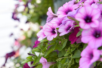 Obraz premium pink flowers blooming