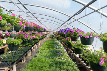 Greenhouse with purple and pink flowers