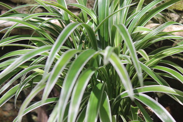 Carex morrowii is a species of grass-like plant in the family Cyperaceae. This species is also part of the order Poales - obrazy, fototapety, plakaty