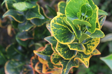 puring plant or whose Latin name is Codiaeum variegatum is a popular garden ornamental plant in the form of shrubs with very varied leaf shapes and colors