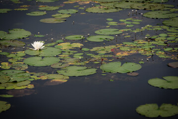Water Lily pad with white flower