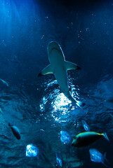 Shark swimming in aquarium