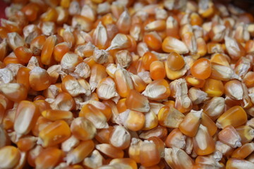 shelled corn, usually used as chicken or bird feed