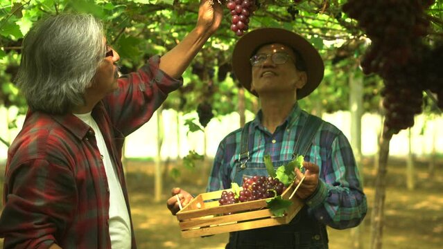 Closeup Asian retirement brothers, farmers happy successful grape harvest cutting, picking ripe making wines, elderly friends walk together see vineyard investment or quality test wine production