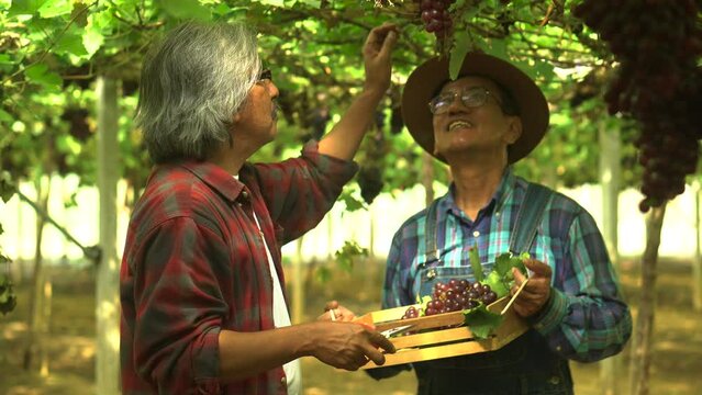 Closeup Asian retirement brothers, farmers happy successful grape harvest cutting, picking ripe making wines, elderly friends walk together see vineyard investment or quality test wine production
