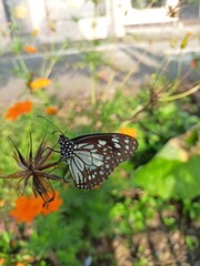 beautiful butterfly in the flower garden