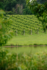 Grape Vineyard with green grapes and rows of vines