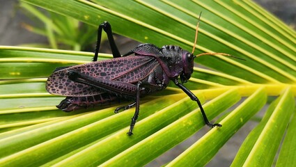 Purple grasshopper on a palm leaf
