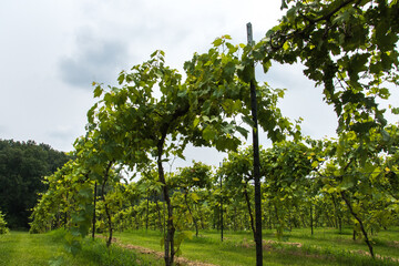 Fototapeta premium Grape Vineyard with green grapes and rows of vines