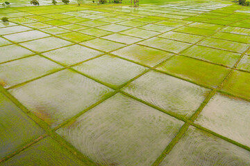 Aerial view of green rice fields in the countryside. Sri Lanka.