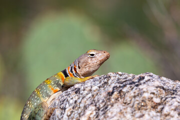 Eastern collared lizard, Crotaphytus collaris, basking in the sun on a rock, in the Sonoran Desert with prickly pear cactus in the background in the Catalina Mountains north of Tucson, Arizona, USA.