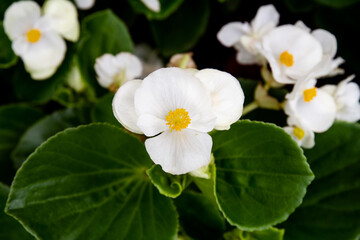 Beautiful wax begonia growing in the garden; White begonia flower blooming in the summer