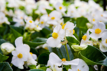 Beautiful wax begonia growing in the garden; White begonia flower blooming in the summer