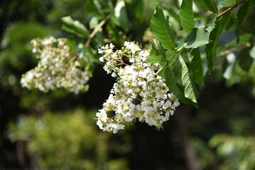 Crape myrtle flowers. Lythraceae deciduous tree. The flowering season is from July to October. The wood is hard and heavy, and is used for railroad ties.