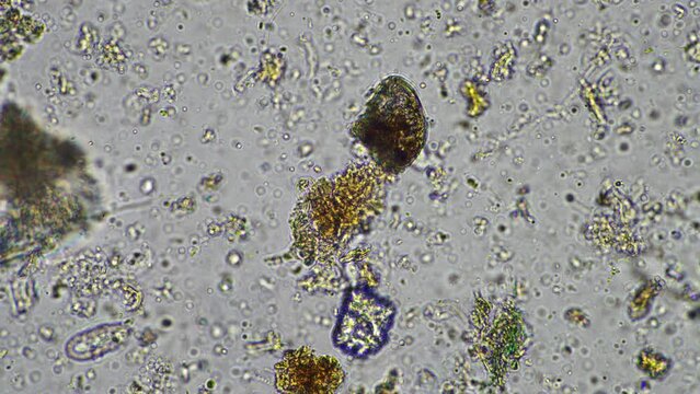 microorganisms and soil biology, with nematodes and fungi under the microscope.