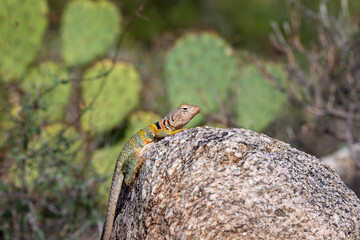Eastern collared lizard, Crotaphytus collaris, basking in the sun on a rock, in the Sonoran Desert with prickly pear cactus in the background in the Catalina Mountains north of Tucson, Arizona, USA.