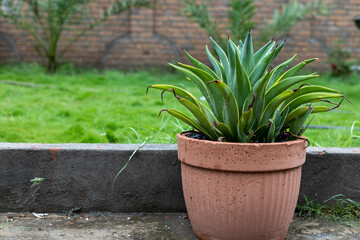 Agave desmettiana green leaves with yellow edges plant with copy space