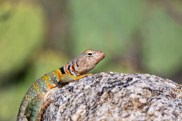 Eastern collared lizard, Crotaphytus collaris, basking in the sun on a rock, in the Sonoran Desert with prickly pear cactus in the background in the Catalina Mountains north of Tucson, Arizona, USA.