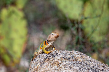 Eastern collared lizard, Crotaphytus collaris, basking in the sun on a rock, in the Sonoran Desert with prickly pear cactus in the background in the Catalina Mountains north of Tucson, Arizona, USA.