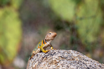Eastern collared lizard, Crotaphytus collaris, basking in the sun on a rock, in the Sonoran Desert with prickly pear cactus in the background in the Catalina Mountains north of Tucson, Arizona, USA.