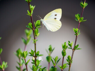 モンシロチョウの吸蜜