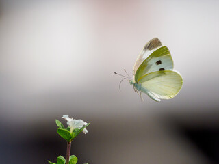モンシロチョウの飛翔