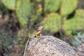 Eastern collared lizard, Crotaphytus collaris, basking in the sun on a rock, in the Sonoran Desert with prickly pear cactus in the background in the Catalina Mountains north of Tucson, Arizona, USA.