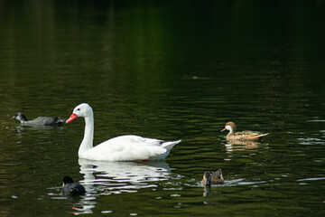 Ducks and geese on the lake