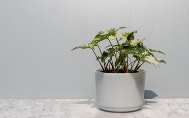 Variegated arrowhead plant in white pot with copy space