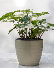 Obraz premium Variegated arrowheads plant in a beautiful ceramic pot
