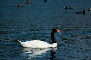 Geese on the lake