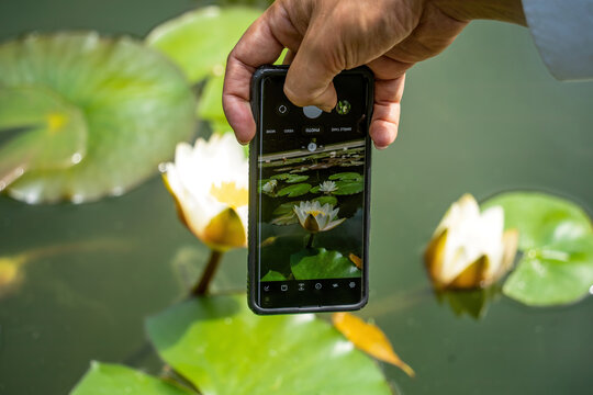 Close up of person's hand taking pictures with mobile smart phone of water lilies blooming in pond outdoors