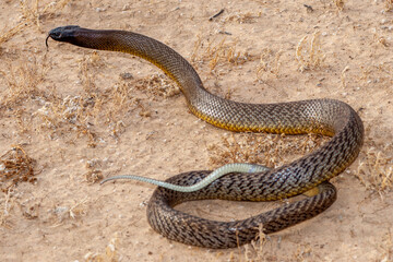 Australian Inland Taipan flickering it's tongue