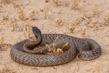 Highly venomous Inland Taipan flickering it's tongue
