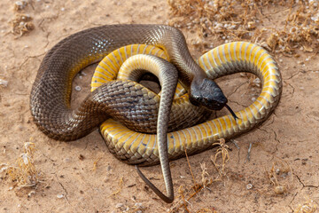 Australian Inland Taipan flickering it's tongue