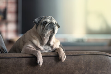 a pug dog on a leather sofa