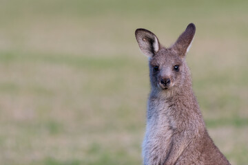 Young eastern grey kangaroo (Macropus giganteus) NSW. Wild Australian marsupial portrait.