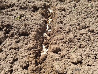 Cucumber seeds closeup on dark soil background copy space