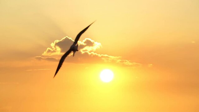 Seagull bird flying slow motion with beautiful sunset sky.