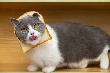 a cut british shorthair cat with slice of bread on the head