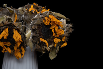 faded sunflowers close up on a black background