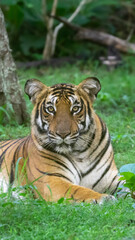 Naklejka na ściany i meble bengal tiger in the wild