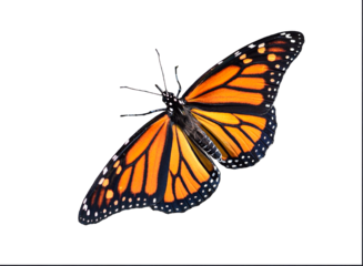 Monarch butterfly isolated cutout