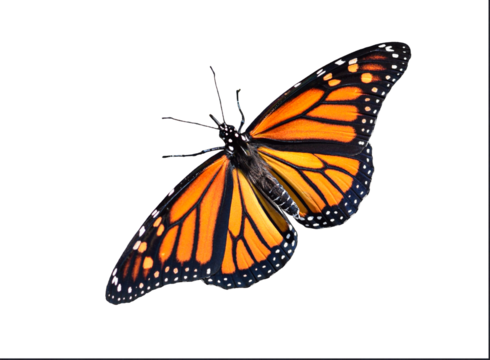 Monarch butterfly isolated cutout