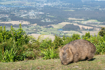 Common wombat feeds in front of a rural landscape from a mountain lookout, NSW, Australia