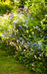 Beautiful, pretty and fresh flowers in a vibrant green garden. Catmint shrub that blooms with fragrant blossoms. Details of weeds in nature with relaxing, soothing views of beauty and harmony