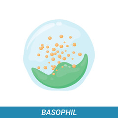 Basophil, leukocyte, vector illustration