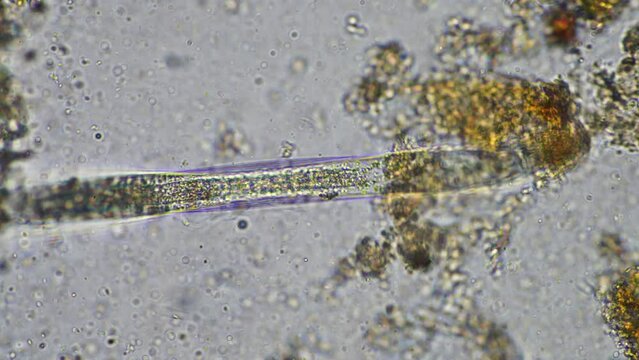 microorganisms and soil biology, with nematodes and fungi under the microscope.