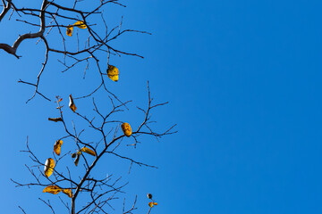 秋晴れに枯れ木