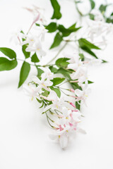 Obraz na płótnie Canvas Fresh jasmine branch with blooms